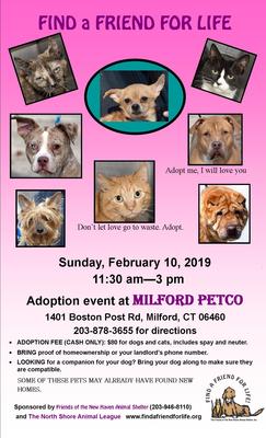 2.10.19 Milford Petco-1 2 2.10.19 Milford Petco-1 2