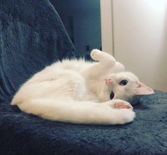 Chloe Chloe